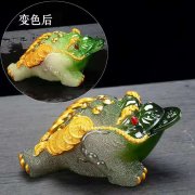 金蟾需要开光吗?茶宠金蟾的摆放方法!
